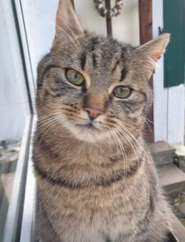 Zwei süße, starke, tolle Kätzchen suchen ein liebevolles Zuhause! - Mansfeld