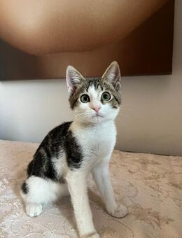 💙Zuckersüße Babykater Tommy & Timmy💚 - Eislingen (Fils)