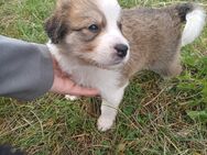 Border Collie / Golden Retriever Mix - Weikersheim