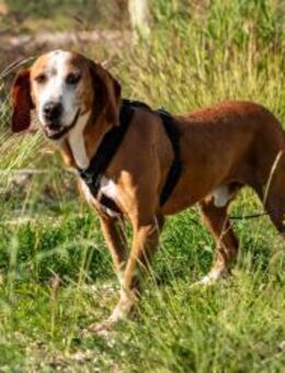 Watson sucht sein Ruheplätzchen 🐶❤️ - München