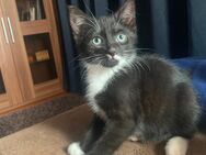 Katzenbaby Katzen kitten abzugeben - Sieversdorf-Hohenofen