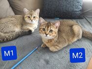 2 BKH Männchen - Bremerhaven