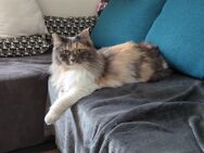 Maine coon mix 2,5 Jahre sucht zuhause - Villingen-Schwenningen