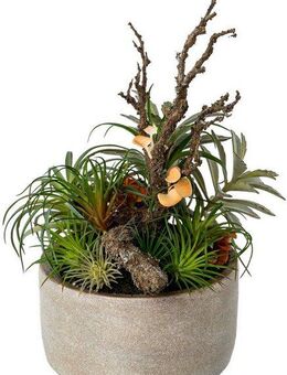 Künstliche Zimmerpflanze Tillandsien-Mix in Zementschale Sukkulente, Creativ green, Höhe 35 cm