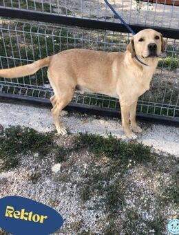 RektorVA anhänglich, freundlich, verträg - Rheine