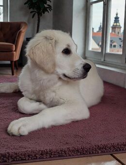 Pyranäenwelpe - Bremen