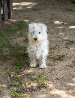 Bess, fröhlicher West Highland Terrier - Remagen