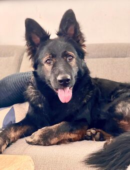 Altdeutscher Schäferhund Welpen mit Papieren - Gleichen