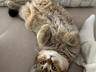 Britischkurzhaar Kater kastriert - Duisburg