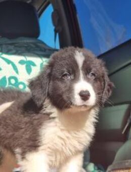 Pearl - eine kleine Kämpferin - Eixen