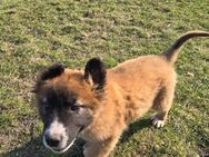 Süße Hundebabys - Hecklingen