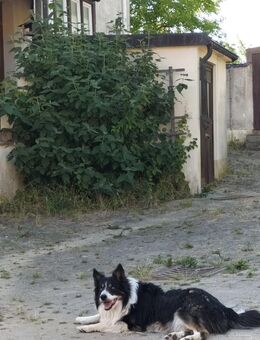 Gnadenplatz gesucht - Eußenheim