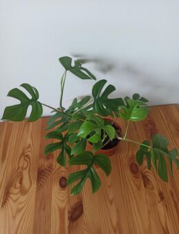 Rhaphidophora Tetrasperma, Mini Monstera Pflanze - Erfurt