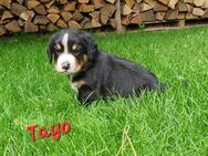Süße Entlebucher Welpen - Bad Münstereifel
