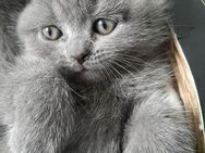 Kitten BKH Kätzchen BLUE Blau GEIMPFT Kater REINRASSIG ab 22.Juli Abgabe Elterntiere DA +Urlaubsbetreuung - Stadtkyll