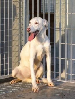 Marcella wartet auf ihre Chance - Niddatal