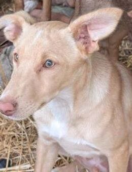 Mickey der Zarte - Langen (Hessen)