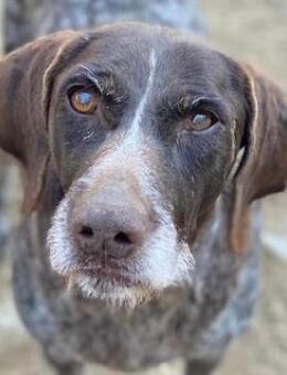 Thekla, geb. ca. 12/2016, GRIECHENLAND - Euskirchen