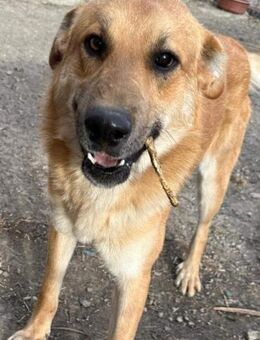 Cäsar sucht seine Menschen - Steinhagen (Nordrhein-Westfalen)