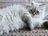 Süße Ragdoll Kitten - Hamburg