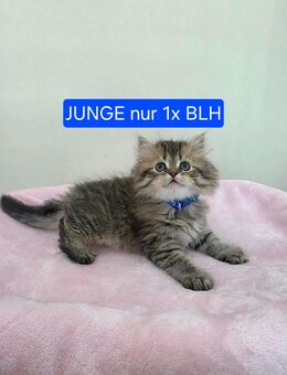 Ab 13.09 Reinrassige Kitten BKH - Nastätten
