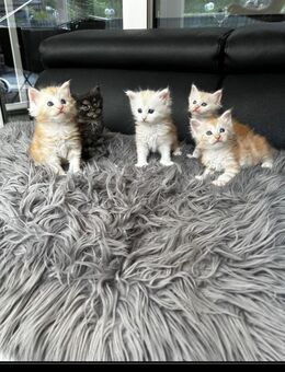 Maine Coon Kitten - Nettersheim