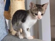 Rory, verspielter Schmusekater, 4M 85591 - Vaterstetten