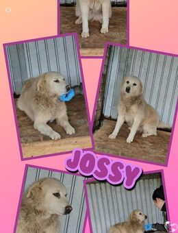 Hündin Jossy hätte so gerne ein Zuhause - Nürnberg