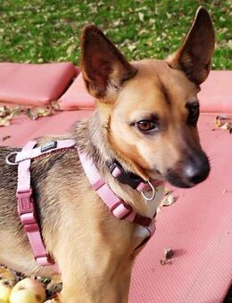 KIKA - auf Pflegestelle in 36115 Hilders - Sulzbach-Laufen