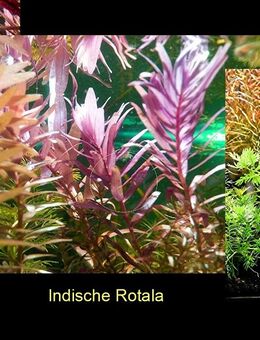 Arom. Sumpffreund, Ind. Rotala, Wasserprimel, Aquarienpflanzen - Mechernich