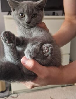 Reinrassige BKH Kitten - Duisburg