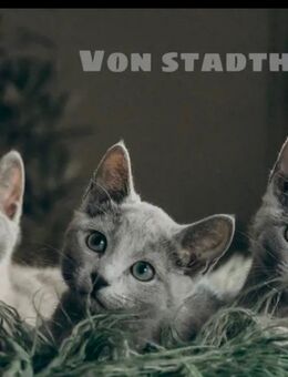 Russisch blau Kitten von Seriösen Züchter - Paderborn
