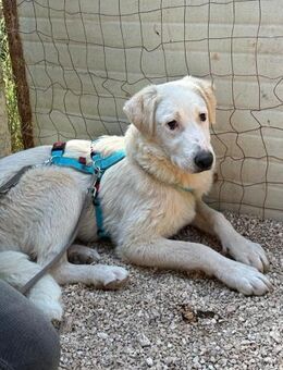Loki sucht sein Zuhause - Fronreute