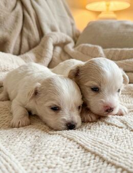 Malshi Welpe – weiblich, reinweiß – geboren am 22.11.2025 - Köln