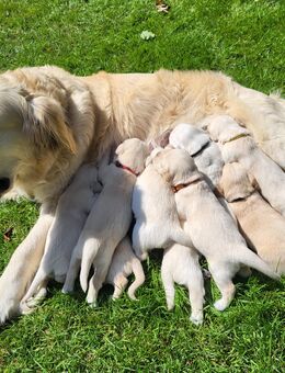 Golden Retriever Welpen - Niederlangen