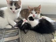 3 Kitten suchen ein neues zu Hause - Wassenberg