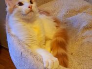 Maine coon kitten - Reinsdorf (Thüringen)