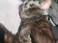 Kater (Krümmel) - Schiffweiler