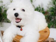 Bichon Frisé Hündin - Mansfeld Friesdorf