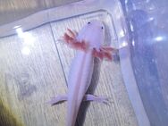 Axolotl Nachzucht - Biederitz