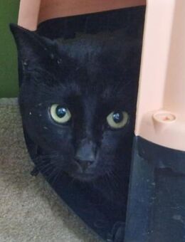 Kater Pantera (Panterito) - Bochum