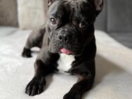 Französische Bulldogge - junger Rüde sucht zuhause - Kaltenkirchen