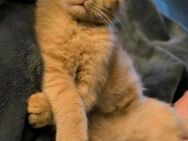 Zwei junge Katzen - Eddy & Ellie suchen gemeinsam ein neues Zuhause - Waldbreitbach