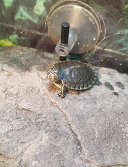 Wasserschildkröten Nachwuchs - Elz