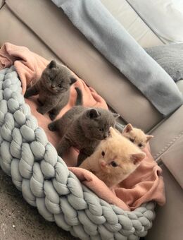 Bkh Kitten reinrassig ♥️ 2 kitten noch übrig. !!! - Garbsen