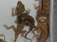 Stenodaktylus petrii Gecko in 84503