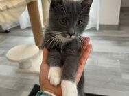 Mischling Baby Kater - Bremen