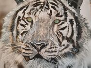 Tiger auf 30×30 Leinwand - Oldenburg