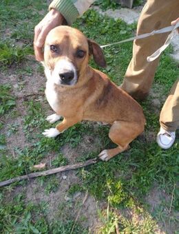 Rusty - wird aufgepäppelt - Dreikirchen