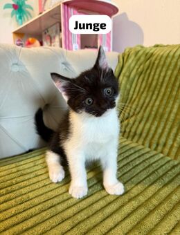 Baby Katzen BKH gemischt - Ingolstadt